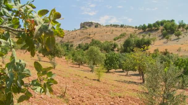 Onthult pimpernoten (pistaches) groeien in een boomgaard — Stockvideo