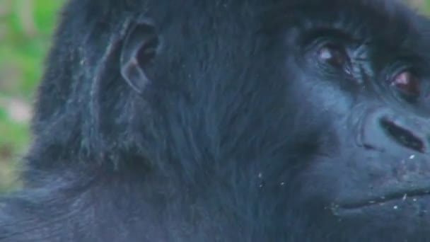 Un gorila de montaña se sienta en la selva — Vídeos de Stock