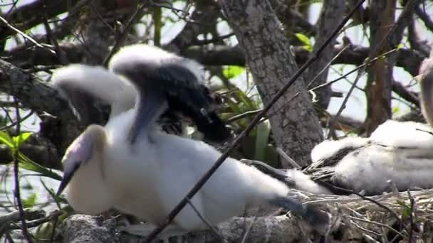 Ptaków zagnieżdżanie w Everglades — Wideo stockowe