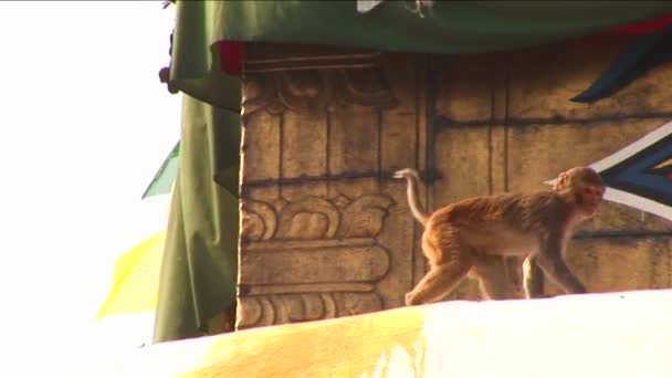 Macaco salta no Boudhanath Stupa — Vídeo de Stock