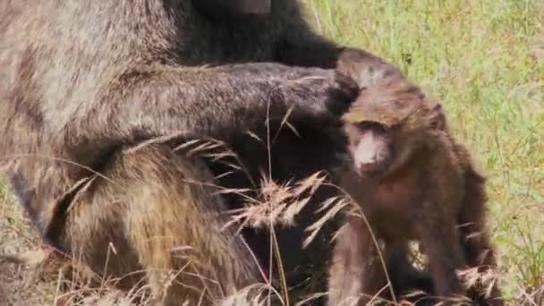 Una madre mandril recoge pulgas — Vídeos de Stock