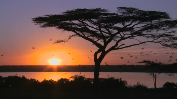 Las aves vuelan a través del atardecer — Vídeo de stock