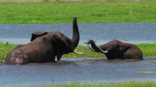 Los elefantes juveniles juegan y pelean — Vídeo de stock