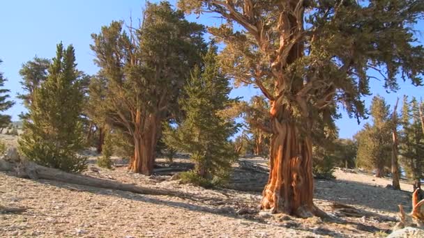 Beyaz dağlarda büyüyen çam ağaçları — Stok video