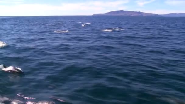 Delfines retozan frente a la costa de Santa Bárbara — Vídeo de stock