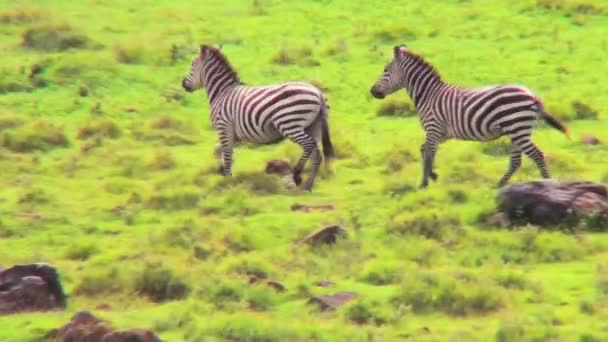 Zèbres en cours d'exécution dans un champ — Video