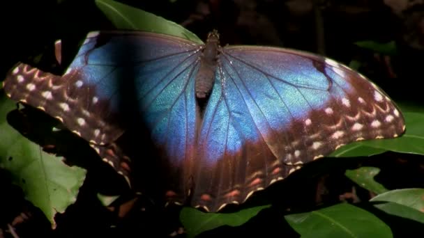 Multicolored butterfly spreads its wings — Stock Video