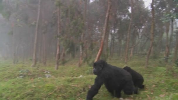 Familia de gorilas paseo en la selva — Vídeos de Stock