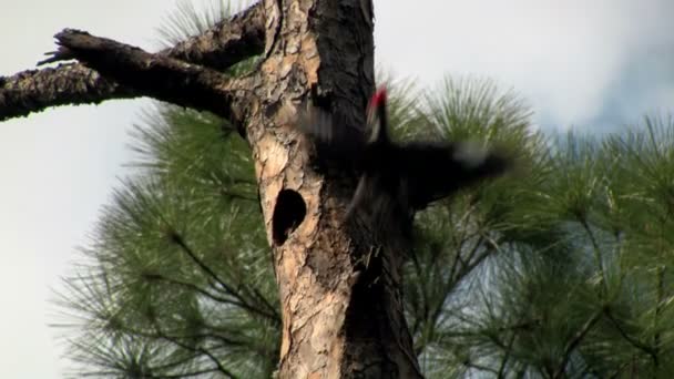 Pájaro carpintero apilado en un árbol — Vídeos de Stock