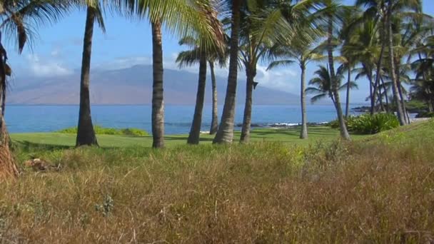 Pálma fákkal szegélyezett strand Hawaii — Stock videók