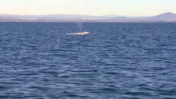 Ballena salpica con su cola frente a la costa — Vídeo de stock