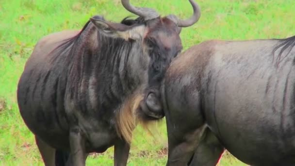 A wildebeest sniffs of another wildebeest — Stock Video