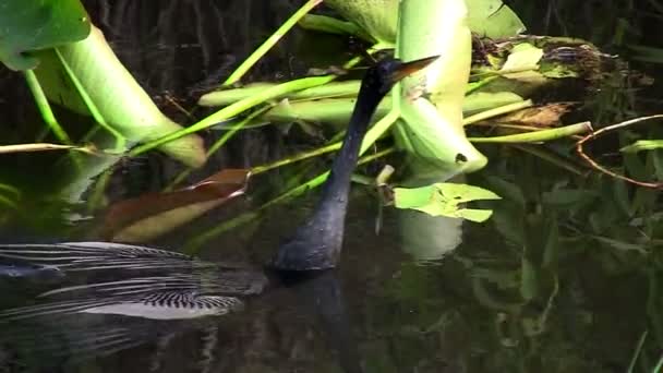 Bird of the mangrove in swamp — Stock Video