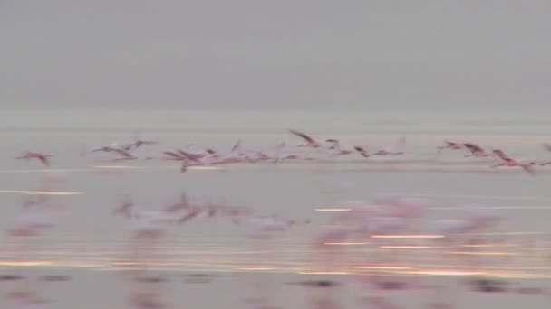 Flamingos fliegen über den See — Stockvideo