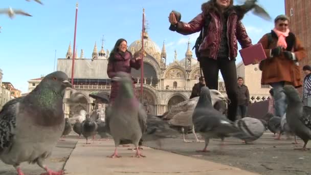 La gente alimenta a las palomas en la Plaza de San Marcos — Vídeos de Stock