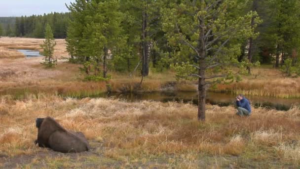 En mand fotograferer en bison – Stock-video