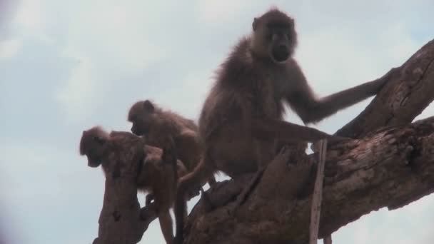 Babuinos y bebés se sientan en un árbol — Vídeo de stock