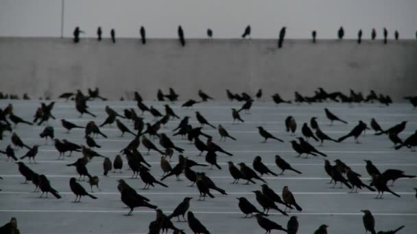 Pájaros sentados en una estructura de estacionamiento — Vídeo de stock