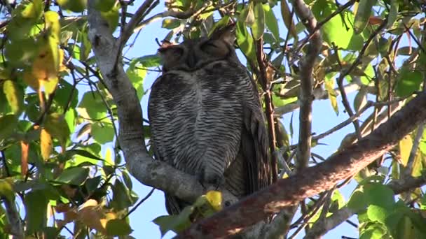 Peer burung hantu dari cabang pohon — Stok Video