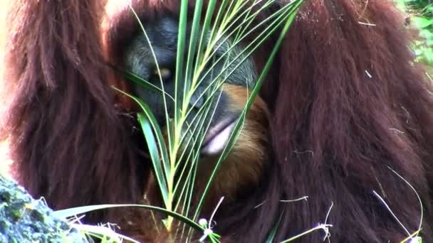 Primate eats leaves from a bush — Stock Video