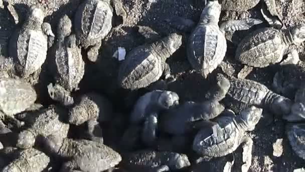 Младенцы морской черепахи в песке — стоковое видео