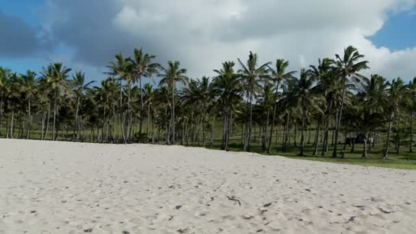 Zandstrand met tropische palmen — Stockvideo