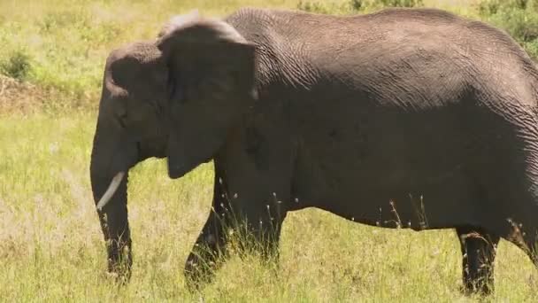 Elefant steht im gelben Gras — Stockvideo