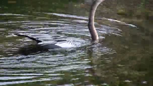 Fågel av mangrove i träsket — Stockvideo