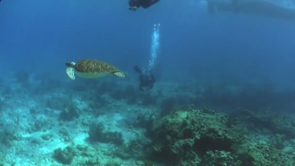 Meeresschildkröte schwimmt unter Wasser — Stockvideo