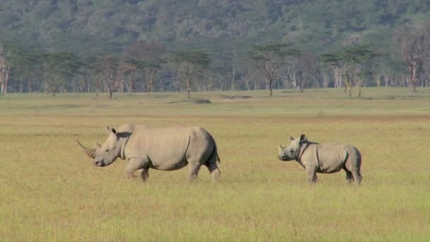 Dos rinocerontes en un campo herboso . — Vídeos de Stock