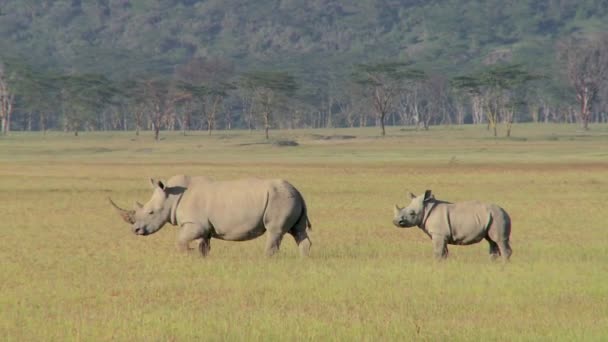 Zwei Nashörner auf einer Wiese. — Stockvideo