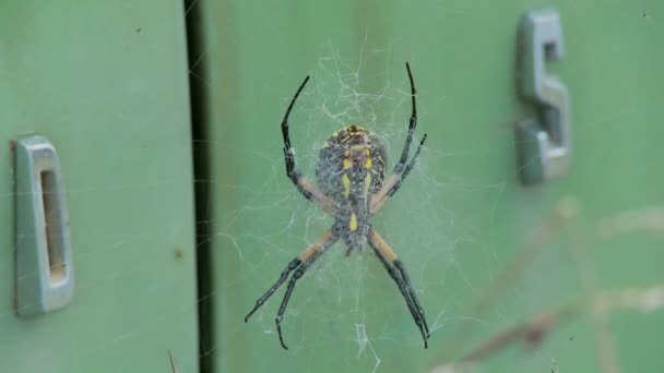 A spider has on old Ford Edsel in a field. — Stock Video