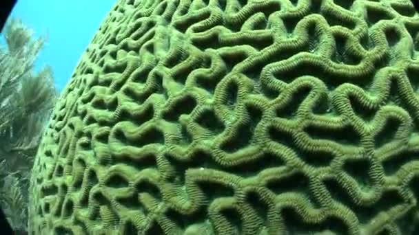 Gyönyörű zöld agy coral — Stock videók