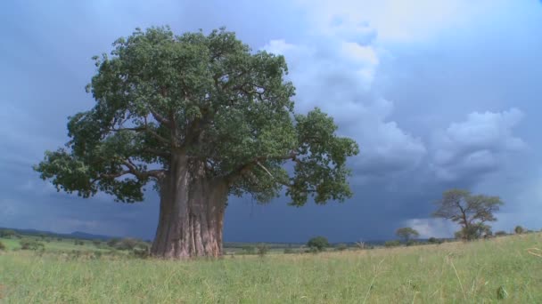 Baobab träd i Tarangire parken — Stockvideo