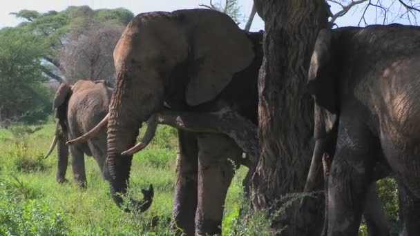 Les éléphants utilisent l'arbre pour gratter — Video