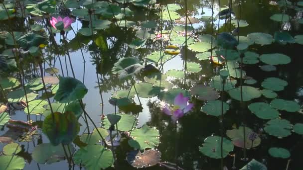 El sol se refleja en un estanque — Vídeos de Stock