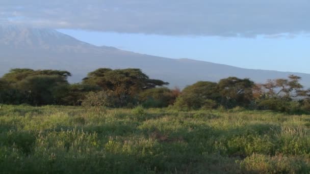 Mount Kilimanjaro i Tanzania, Östafrika — Stockvideo