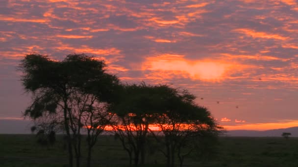 Afrika ovalarında üzerinden günbatımı — Stok video