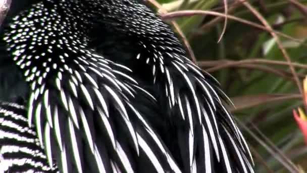 Plumage noir et blanc d'un oiseau — Video