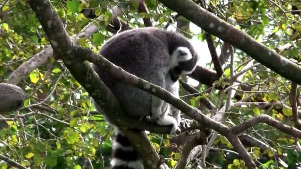 Coda ad anello lemure sull'albero — Video Stock