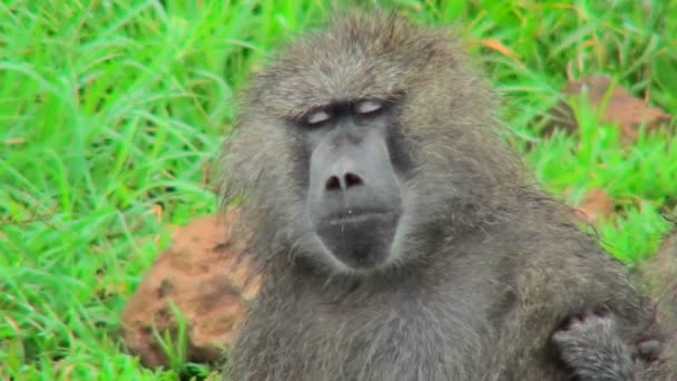 Un babuino se queda dormido mientras lo preparan — Vídeo de stock