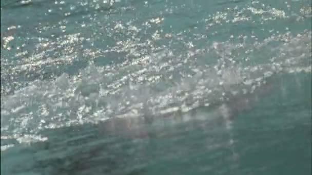 Un nadador se agacha bajo el agua — Vídeos de Stock
