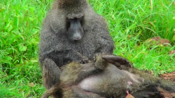 Un babuino recoge pulgas — Vídeo de stock