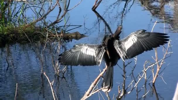 Rituel d'accouplement des oiseaux dans les Everglades — Video