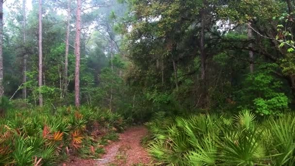 Camino conduce a la selva — Vídeos de Stock