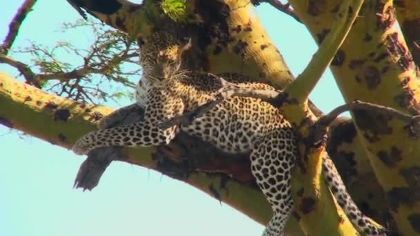 Um leopardo salta em uma árvore . — Vídeo de Stock