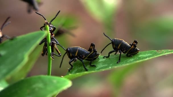 Black insects eat a green leaf — Stock Video
