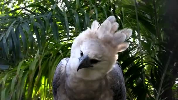 Harpy eagle sits on tree — Stock Video