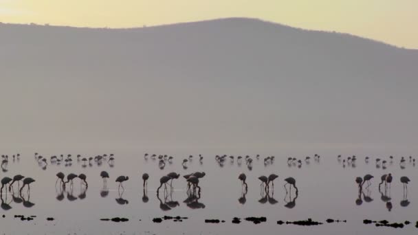 Фламінго на озері при сходом сонця — стокове відео