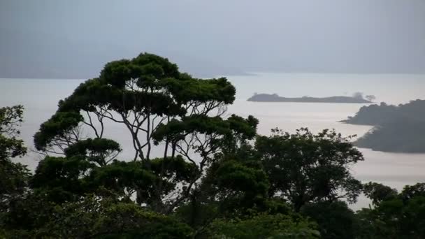 Selva tropical com oceano — Vídeo de Stock